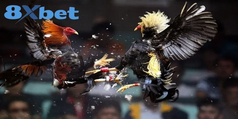 Khái quát một vài thông tin về hình thức đá gà online